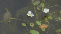 Luronium natans