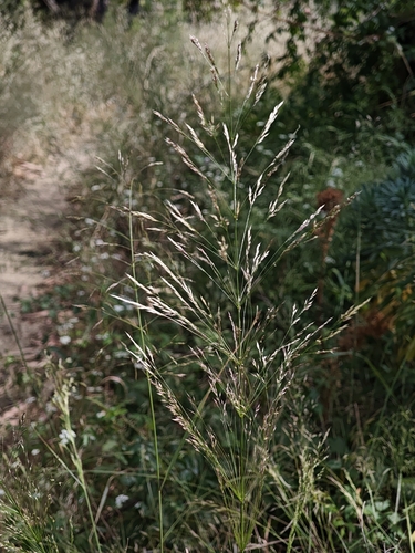 whorled smilograss