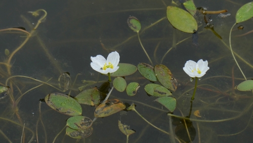 Luronium natans, photograph 2