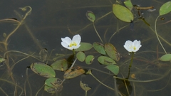 Luronium natans, photograph author not stated, no rights reserved
