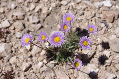 Erigeron pygmaeus