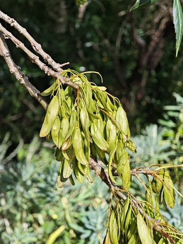 Narrow-leaved Ash