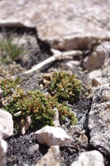 Selaginella watsonii