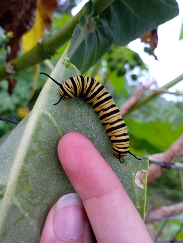 Southern Monarch