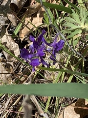 Delphinium menziesii
