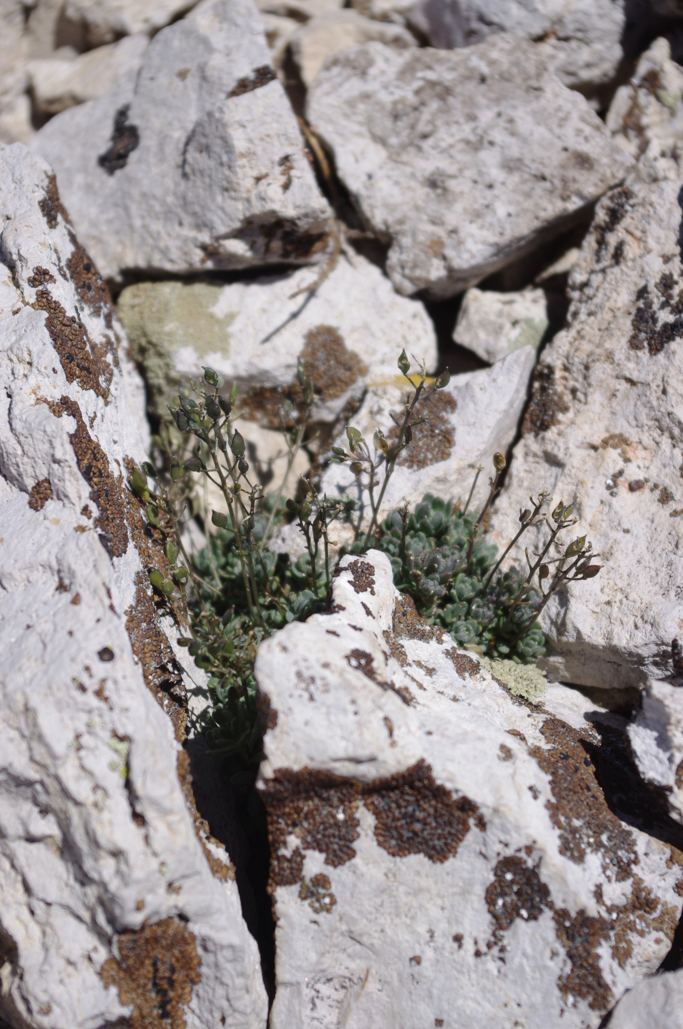 Draba incrassata