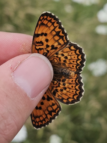 Freyer's Fritillary