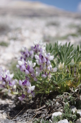 Lupinus lepidus sellulus