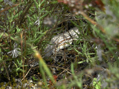 Acanthodactylus erythrurus