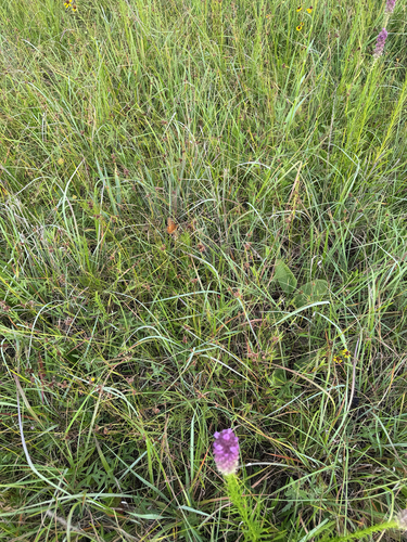Variegated Fritillary