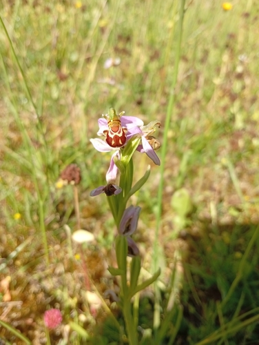 Bee Orchid