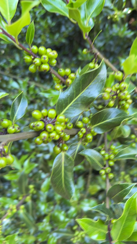 European holly