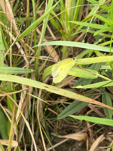 Little Yellow