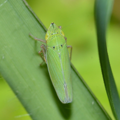 Draeculacephala balli