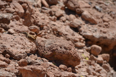 Ochetorhynchus ruficaudus