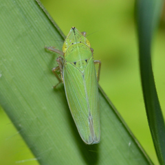 Draeculacephala balli