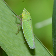 Draeculacephala balli