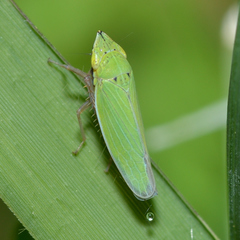 Draeculacephala balli