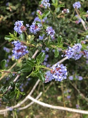 Ceanothus foliosus