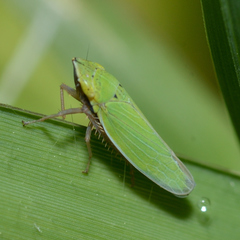 Draeculacephala balli