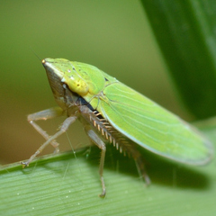 Draeculacephala balli