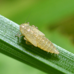 Graminella nigrifrons