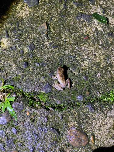Chiromantis nongkhorensis observed 2026-06-13