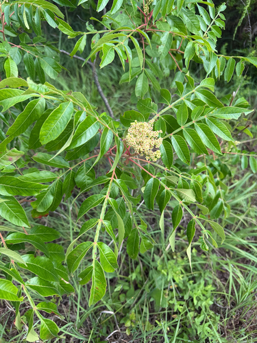 shining sumac