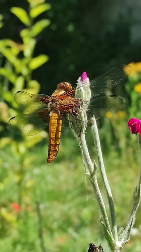 Broad-bodied Chaser