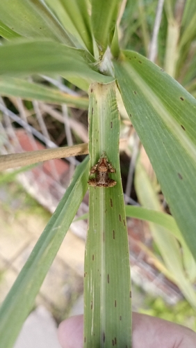 Eriophora edax