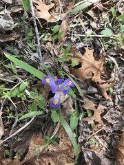 Iris verna