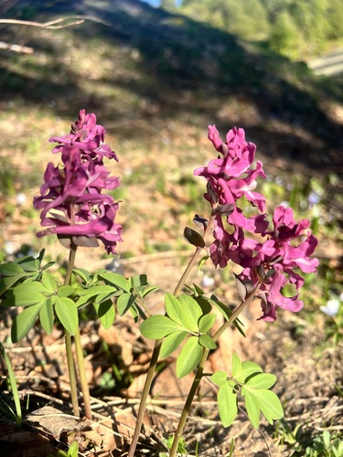 Corydalis cava, 2026-06-13