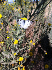Pontia protodice