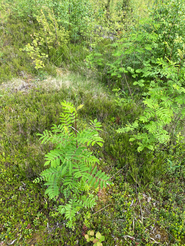 European mountain ash