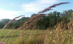 Sorghastrum