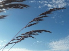 Sorghastrum