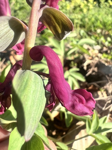 Corydalis cava, 2026-06-13