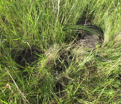 Spalax microphthalmus