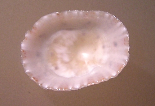 Spotted Limpet