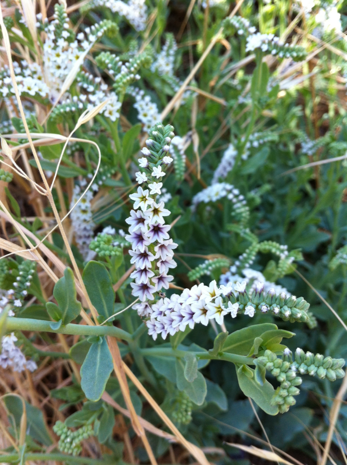 Heliotropium curassavicum var. curassavicum