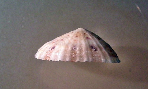 Spotted Limpet