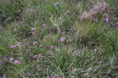Trifolium longipes