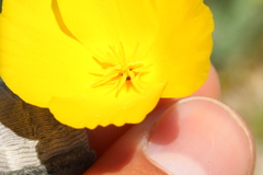 Eschscholzia androuxii