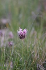 Trifolium longipes
