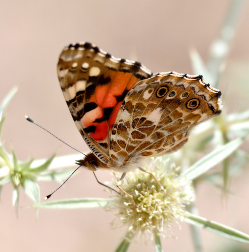 Painted Lady