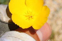 Eschscholzia androuxii