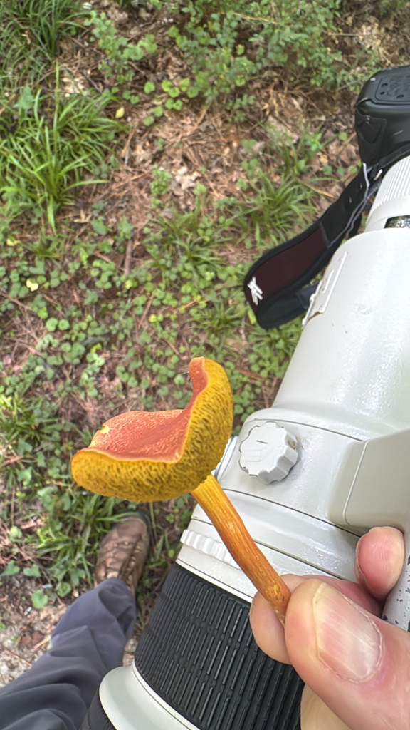 Ruby Bolete · June 2026 · photo: Photo: no rights reserved · iNaturalist