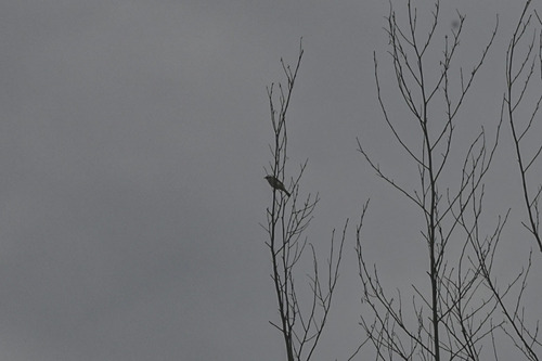 Light-vented Bulbul