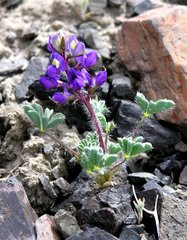 Lupinus flavoculatus