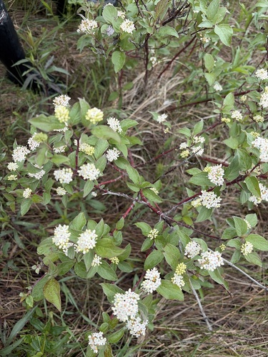 red osier dogwood